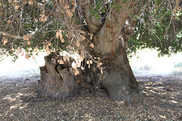 Maupin's 54-yr old tree stump in Tierra del Sol