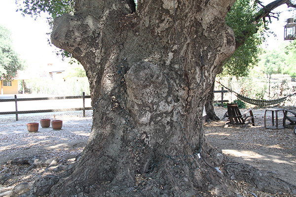 A large specimen of coast live oak in Rancho Banchetti