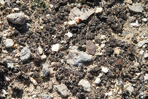 biological soil crust in Boulevard