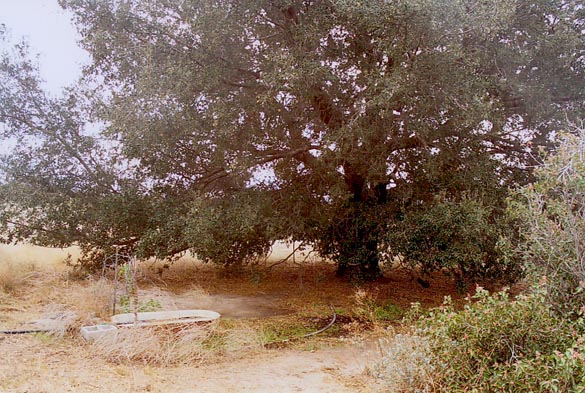A large specimen of coast live oak