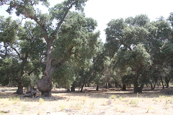 A thriving community of coast live oak in Tierra del Sol