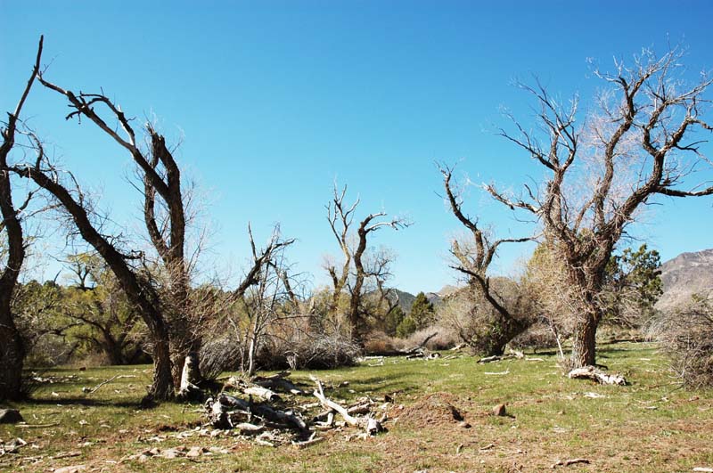 Dead riparian trees near Ash Creek