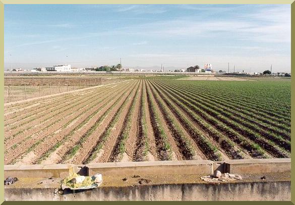 Field planted with C. esculentus at the experimental field of the Polytechnic University of Valencia