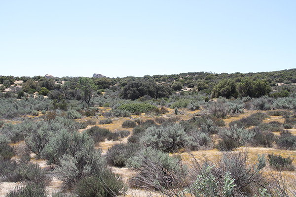 
Chaparral ecosystem, Tierra del Sol, San Diego County, 
California. 