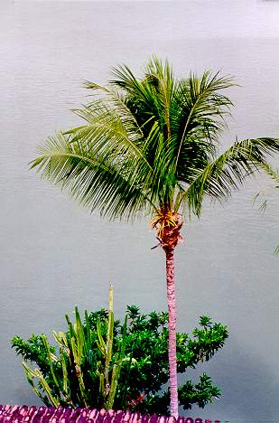 On the banks of the So Francisco river at its mouth near Penedo, Alagoas, Brazil. Note palm and cactus growing side by side. 