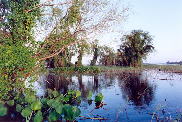 Rio Paraguay near Porto Murtinho, Mato Grosso do Sul, Brazil (1992)