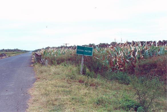 Estero Patio, in the Chaco, Paraguay (1992). 