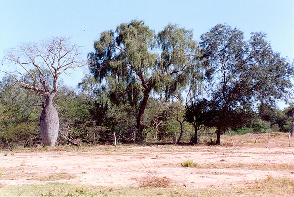 Specimen on Ceiba speciosa ravena in the Chaco, Paraguay (1992)