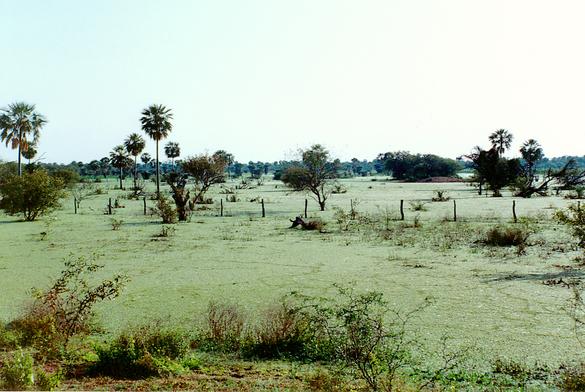 Wetland in the Lower Chaco, Paraguay (1992)