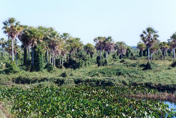 The Pantanal of Mato Grosso near Corumba, Mato Grosso do Sul, Brazil (1992). 