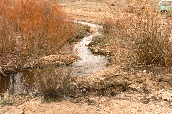 Trout Creek, Colorado, showing perennial flow