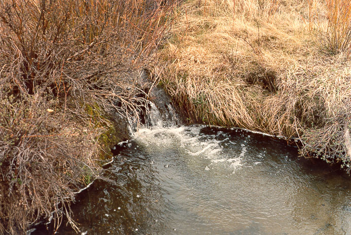 Trout Creek, Colorado, showing perennial flow; estimated 1 cfs. 