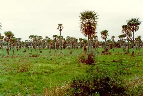 Flood plain in the Lower Chaco, Eastern Paraguay.