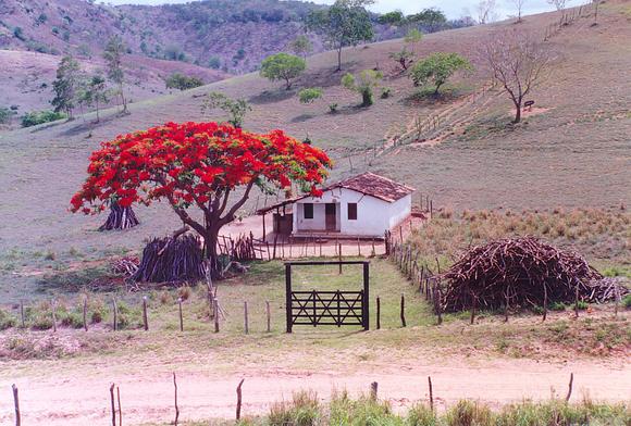 Backlands of Bahia, Northeastern Brazil (1992). 