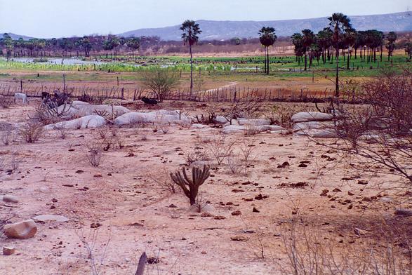 Backlands of Rio Grande do Norte, Northeastern Brazil (1993).