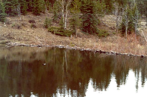 Large beaver dam in Trout Creek, Colorado. 