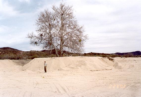 Mr. Shetty standing in front of island of vegetation left on sand pit, El Barbon Wash, Baja California, February 23, 2002