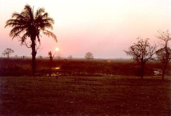 Dawn at the ATTZ near Rio Cassanges, Pantanal of Mato Grosso, Brazil.