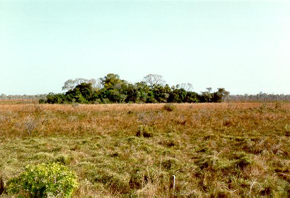 Vegetated earthmound (capo) in the Pantanal of Corumba, Mato Grosso, Brazil. 