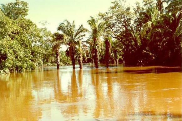 Flood stage in the Rio Chane, 
Santa Cruz department, Eastern Bolivia, January 19, 1990.