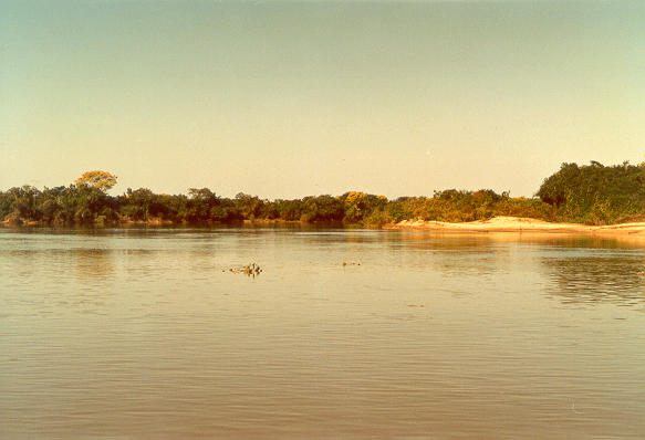 Rio Sao Loureno, near Porto Jofre, Mato Grosso, Brazil (1988)