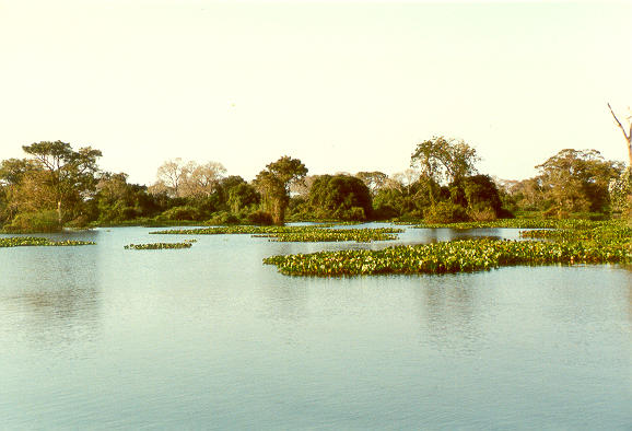 Left bank of Rio Paraguay, downstream of Porto Murtinho, Mato Grosso do Sul, Brazil (1992).