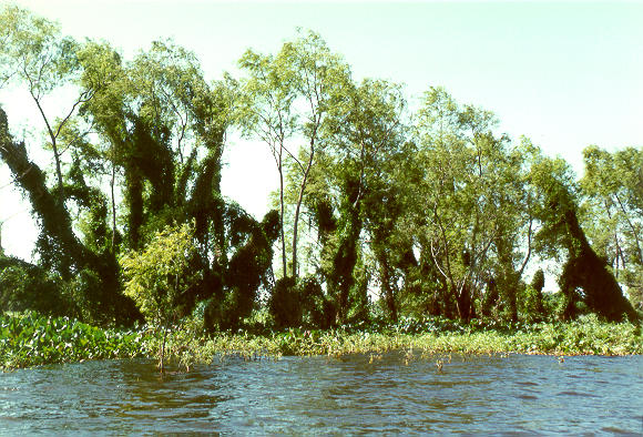 Left bank of the Rio Paraguay, downstream of Porto Murtinho, Mato Grosso do Sul, Brazil (1992).