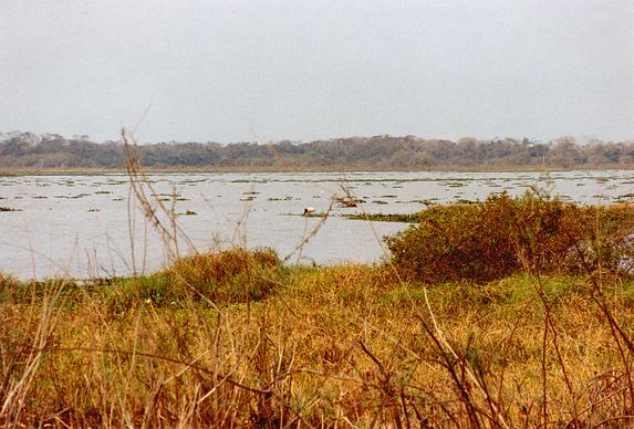 Rio Bento Gomes, in the Pantanal of Mato Grosso, Brazil  (1991).