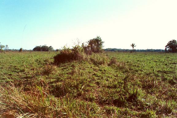 Close view of a raised mound in the Llanos de Mojos.