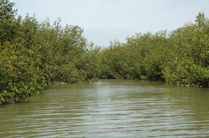 Mangroves in Puerto Pizarro, Tumbes, Peru