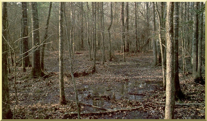 Cypress Creek near Downsville, Louisiana