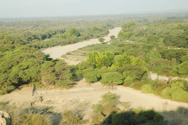 Ecosistema de llanura inundable en el Bosque de Pómac, atravesado por el río La Leche.