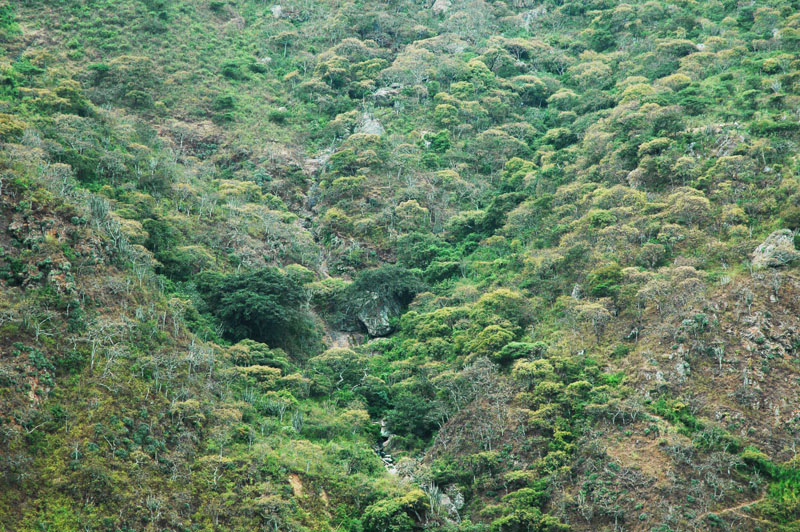 Ecosistema de bosque montano relicto en el tramo inferior de la cuenca del río Moyán