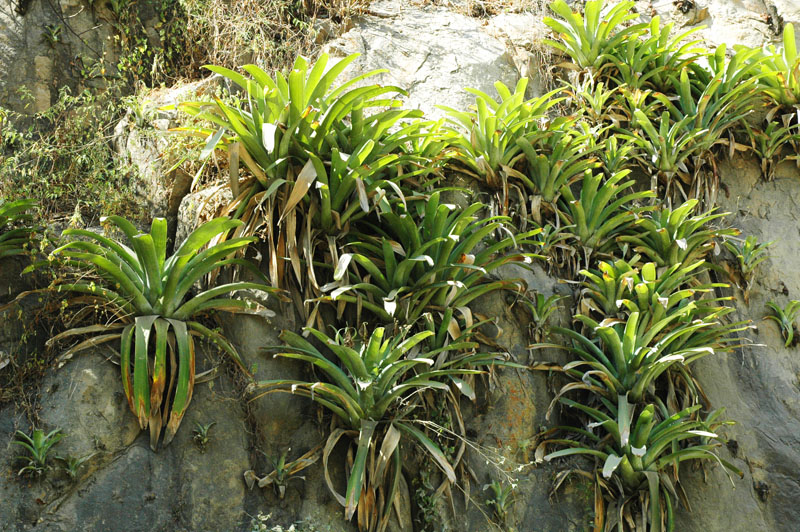  Hábitat rupícola en la cuenca del río Moyán cerca de  Cerro Lajas, 
mostrando un grupo de bromelias.