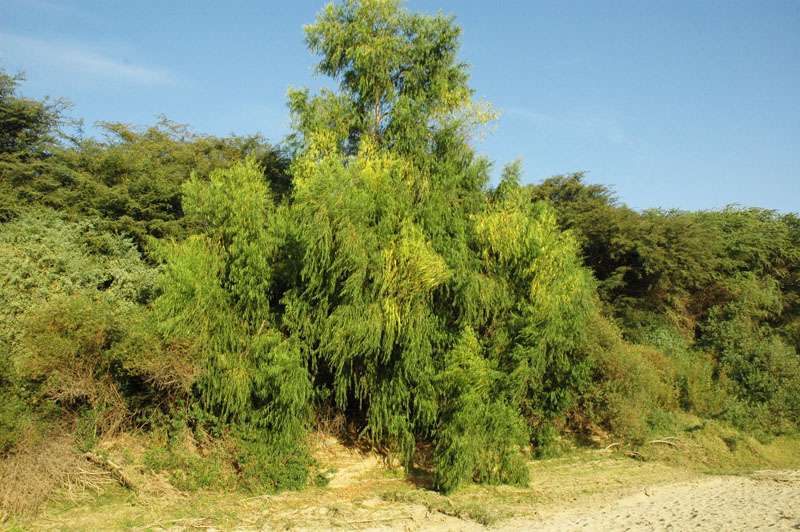 Hábitat ribereño en la margen izquierda del río 
La Leche a la altura del Bosque de Pómac,  mostrando un espécimen de sauce llorón