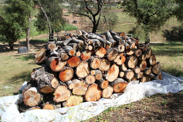 Cut wood piles on Moore property