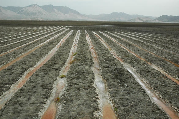Salinized irrigation field, Chao valley, Peru.