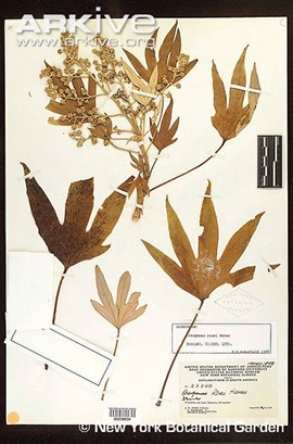 Araliaceae, <i>Oreopanax rosei</I> Harms, Pumamaqui.
