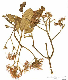 Oleaceae, <i>Chionanthus pubescens</i> Kunth, Arupo.