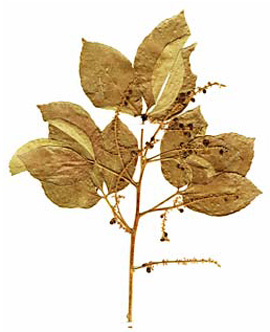Sapindaceae, <I>Sapindus saponaria</i> L., Checo, Chereco, Jarupe
