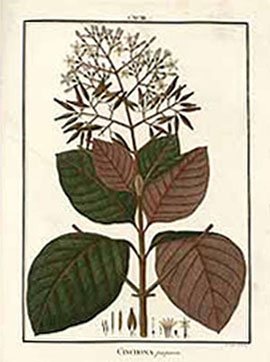 <i>Cinchona pubescens</i> Vahl.