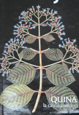 <i>Cinchona pubescens</i> Vahl.