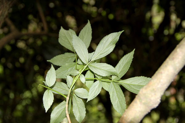 <i>Sambucus peruviana</i> Kunth.