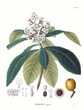 <i>Eriobotrya Japonica</i> (Thunb.) Lindl.