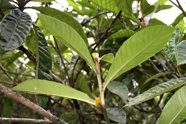 <i>Eriobotrya Japonica</i>  (Thunb.) Lindl.