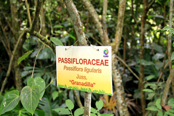 <i>Passiflora ligularis </i>A. Juss.