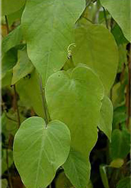 <i>Passiflora ligularis </i>A. Juss.