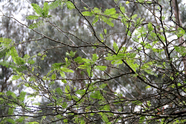 <i>Acacia macracantha </i> Humboldt and Bonpland ex Willd.