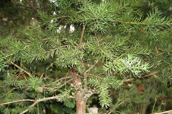 <i>Podocarpus sprucei </i> Parl.
