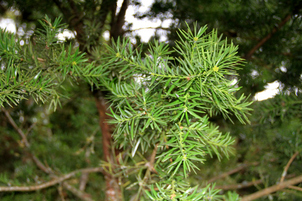<i>Podocarpus sprucei </i> Parl.